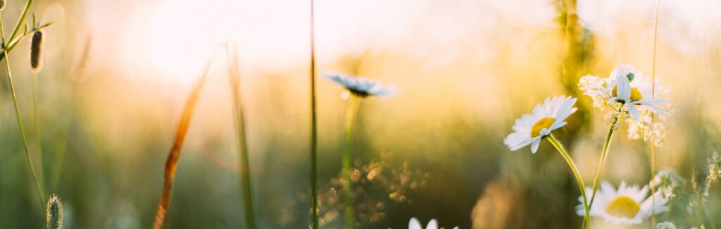 Blumenwiese mit Sonne - Naturspross Naturheilpraxis Drogerie