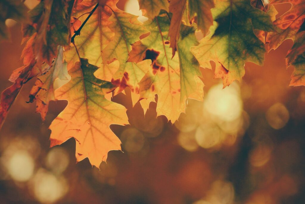 Herbst Blätter - Naturspross Naturheilpraxis Drogerie